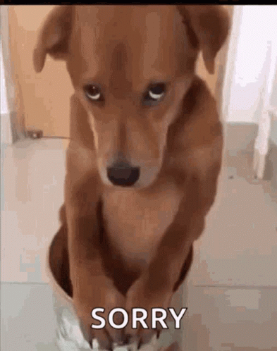 Sorry Dogs GIF - Sorry Dogs Forgive Me GIFs