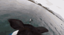 pig surf wave ocean music pig surf wave ocean music