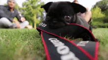 I Want To Be The Star! GIF - Camera Pug Puppy GIFs