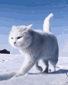 Cat White Cat GIF - Cat White Cat Cat Walking GIFs