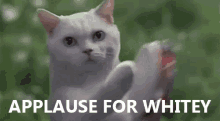 Applause For Whitey - White GIF - White Applause For Whitey Cat GIFs