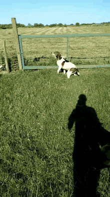 Dog Fence GIF - Dog Fence Gate GIFs