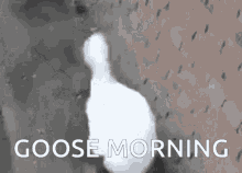 Goose Morning GIF - Goose Morning Goose Morning GIFs