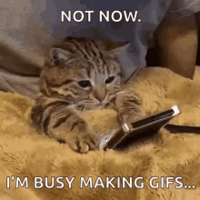 Shummer Netflix GIF - Shummer Netflix Cat GIFs