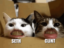 Seth Clint GIF - Seth Clint Cats GIFs