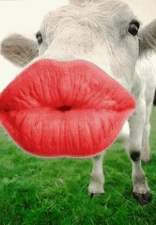 Muah Love GIF - Muah Love Cow GIFs