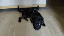 Cane Corso Dog GIF - Cane Corso Dog Black GIFs