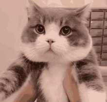 Dimden Cute GIF - Dimden Cute Cat GIFs
