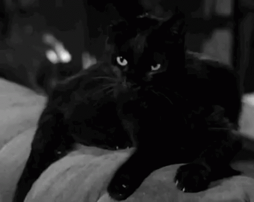 black-cat.gif