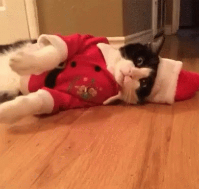 cat-cats.gif