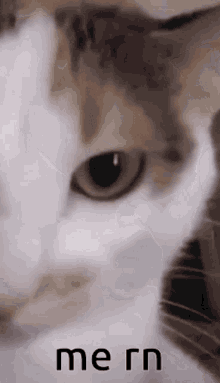 Cat Vibe GIF - Cat Vibe GIFs