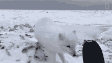 Sniffing National Geographic GIF - Sniffing National Geographic A Friendly Arctic Fox Greets Explorers GIFs