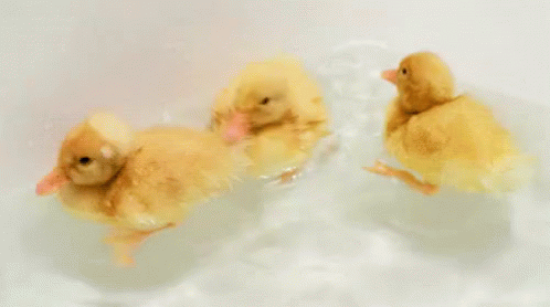 GIF - Duck Duckling Swimming - Discover & Share GIFs