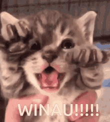 Kiwi Discord Winau GIF - Kiwi Discord Winau GIFs