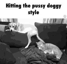 Doggy Style GIF - Doggy Style Dog Cat GIFs
