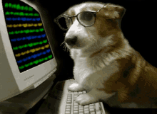 Dog Hacker GIF - Dog Hacker Pupper GIFs