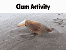 Clam Activity GIF - Clam Activity Clam Activity GIFs
