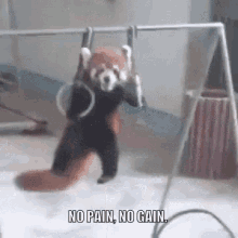 No Pain No Gain Red Panda GIF - No Pain No Gain Red Panda GIFs