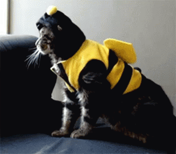 馬鹿 ばか バカ 猫 ねこ ネコ Gif Cat Bee Cat Fall Discover Share Gifs