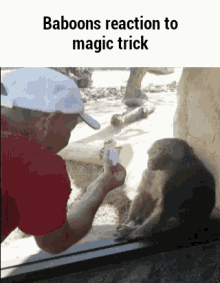 baboons reaction to magic trick amazed astonished awe magic
