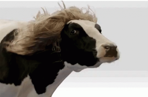 Blonde Cow Wig Cow GIF - Blonde Cow Wig Cow GIFs