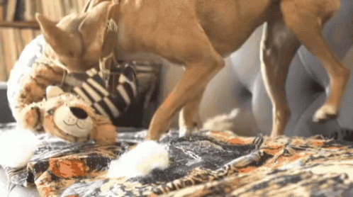 dog-destroy.gif
