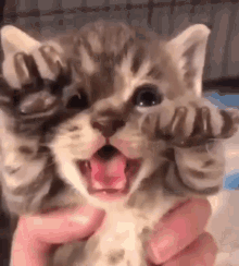 Agressive Cat Cute Kitty GIF - Agressive Cat Cute Kitty Kitten GIFs