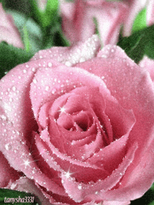Ra575 Rose Pink GIF - Ra575 Rose Pink Glit Rose GIFs