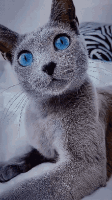 Cat Blue Cat GIF - Cat Blue Cat Blue Eyed Cat GIFs