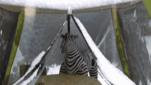 Zebra Animals GIF - Zebra Animals Wild Animals GIFs