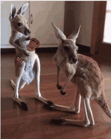 dance kangaroo cute guitar