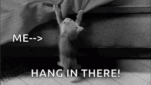Cat Hanging GIF - Cat Hanging Hang GIFs