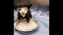 Cat Oatmeal GIF - Cat Oatmeal What GIFs