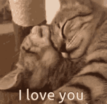 Cats I Love You GIF - Cats I Love You Kitten GIFs