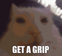 Get A Grip Cat GIF - Get A Grip Cat Fast GIFs
