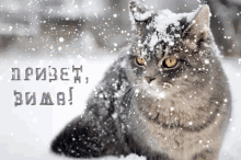 Ninisjgufi Cat GIF - Ninisjgufi Cat Winter GIFs