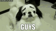Eyebraw Dog GIF - Eyebraw Dog Guys GIFs