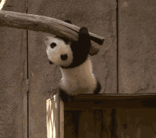 Hang In There Cuteness Overload GIF - Hang In There Cuteness Overload Help GIFs