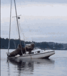 Sea Lion Sail GIF - Sea Lion Sail Love Boat GIFs