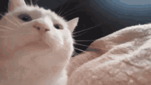 Made By Frexyo Cat Jam GIF - Made By Frexyo Cat Jam Speed Up GIFs