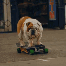 Funny Skateboarding Dachshund Fridge Magnet Sausage Dog Stakeboard Gift #13274 