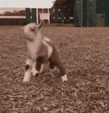 baby goat boing hop cute animals