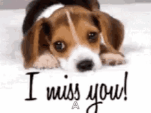 Puppy Miss You GIF - Puppy Miss You I Miss You GIFs