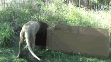 Cats In Boxes GIF - Big Cats Cats Lion GIFs