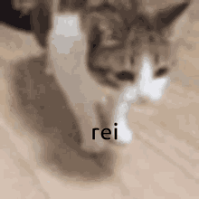 Rei Cat GIF - Rei Cat GIFs