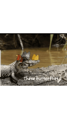 These Butterflies Arouse Me Butterflies GIF - These Butterflies Arouse Me Butterflies Crocodile GIFs