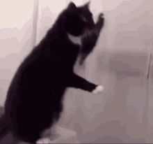 cat fun cats fun cat lol fun cat cat loop