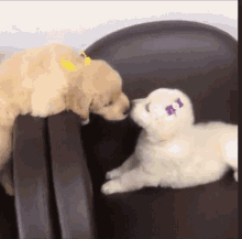 Puppy Dogs GIF - Puppy Dogs GIFs