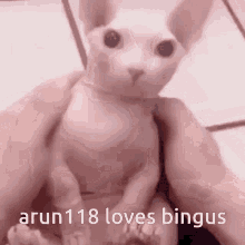 arun118 bingus