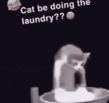 Bruh Laundry GIF - Bruh Laundry Cat GIFs